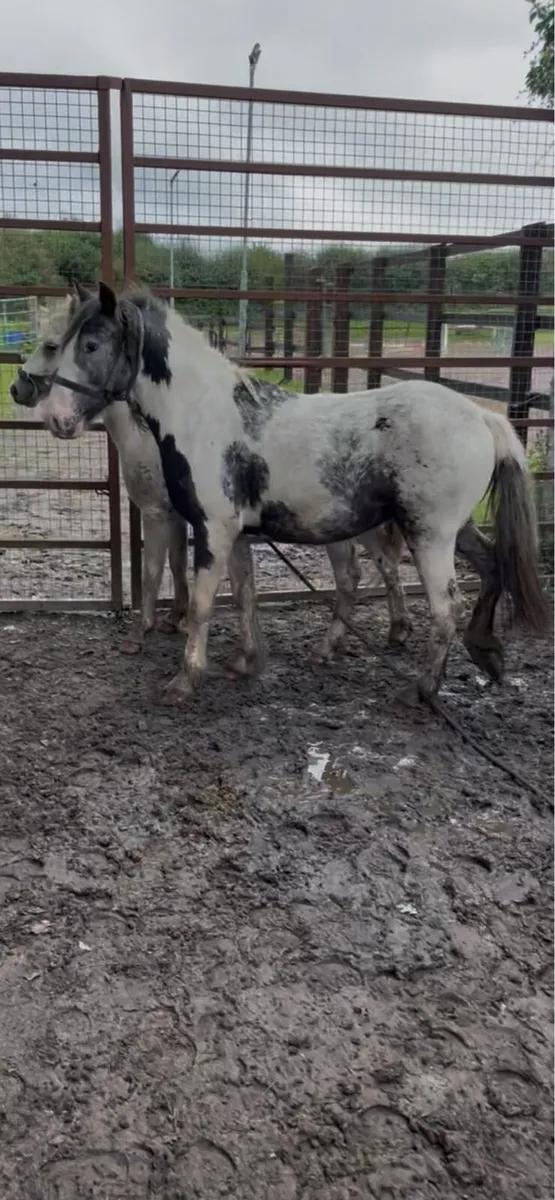 rising 4yo gelding