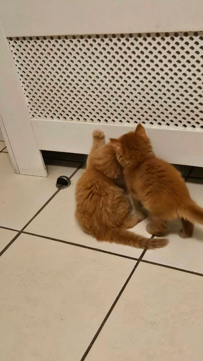 Kittens for sale - Image 4