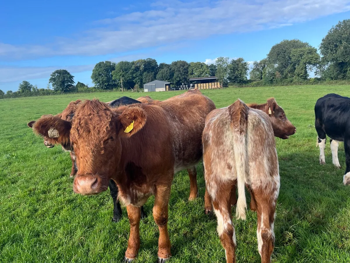 Cattle - Image 1