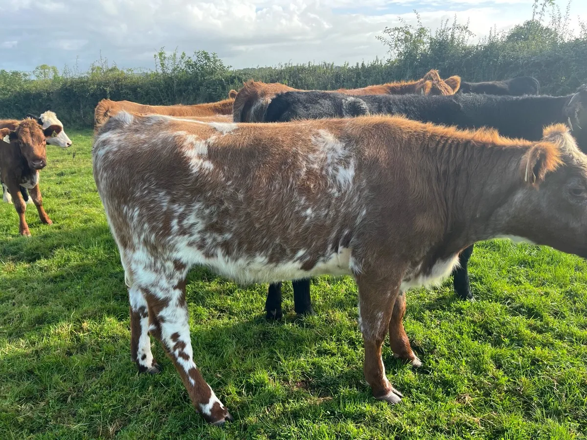 Cattle - Image 2