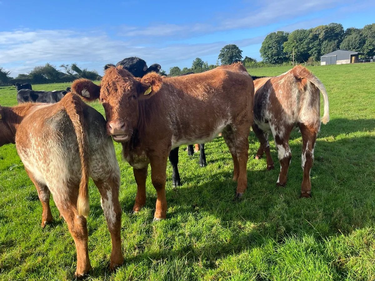 Cattle - Image 3