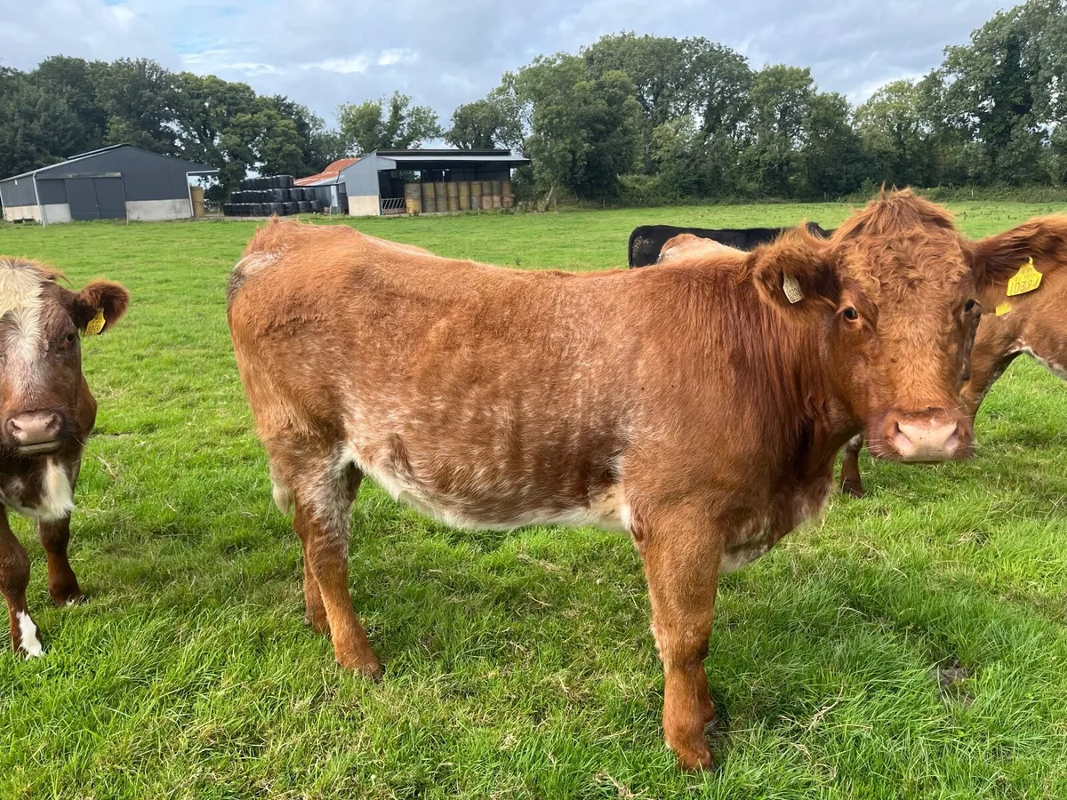Cattle - Image 4