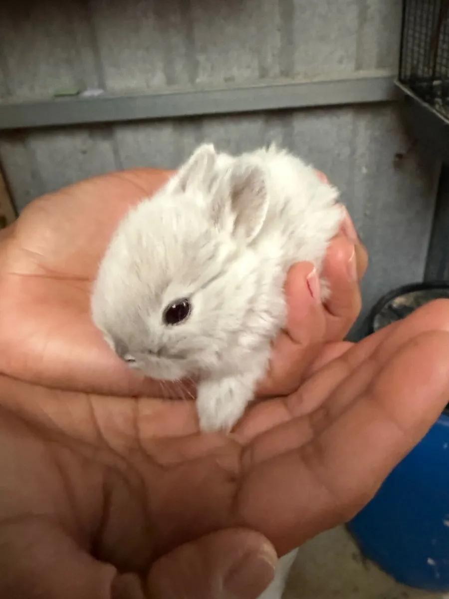 Rabbit - Image 2