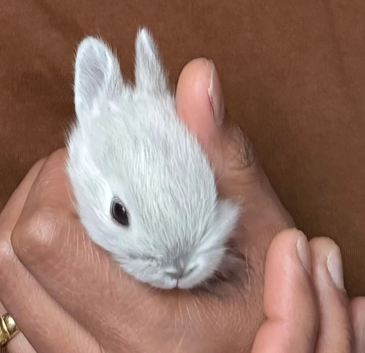 Rabbit - Image 1