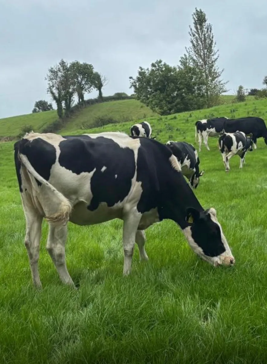 Friesian Heifers - Image 1