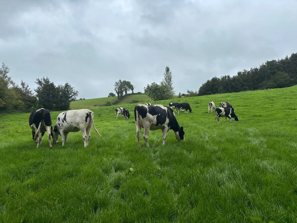 Friesian Heifers - Image 2
