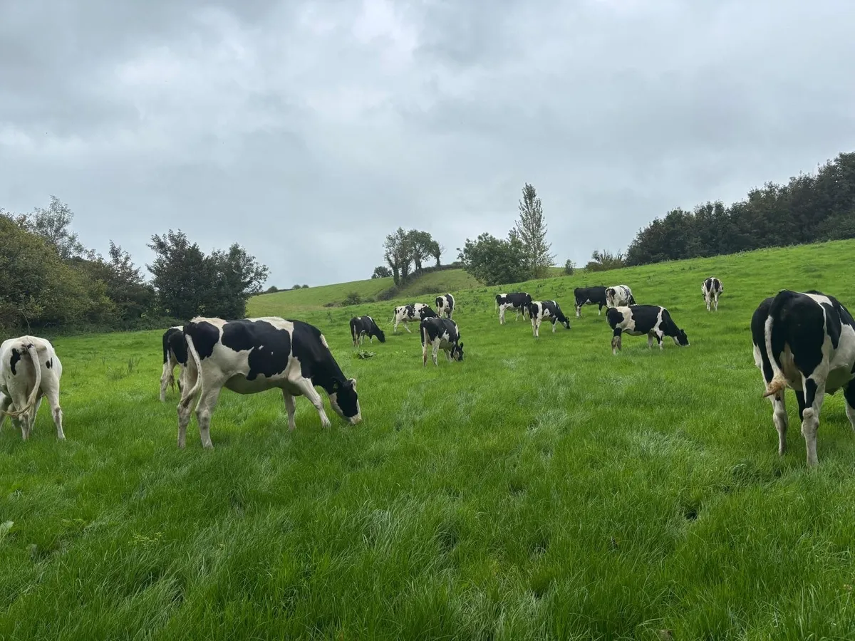 Friesian Heifers - Image 3