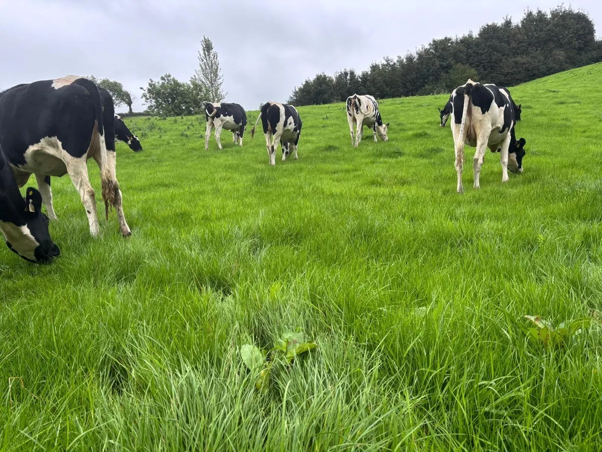 Friesian Heifers - Image 4