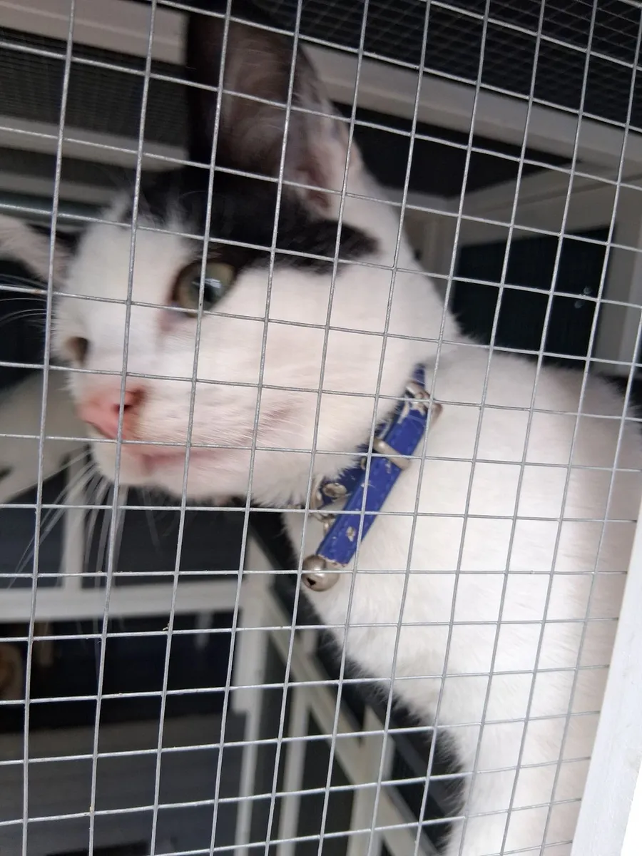 Kittens - Image 3