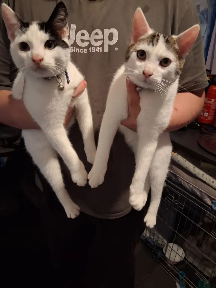 Kittens - Image 1
