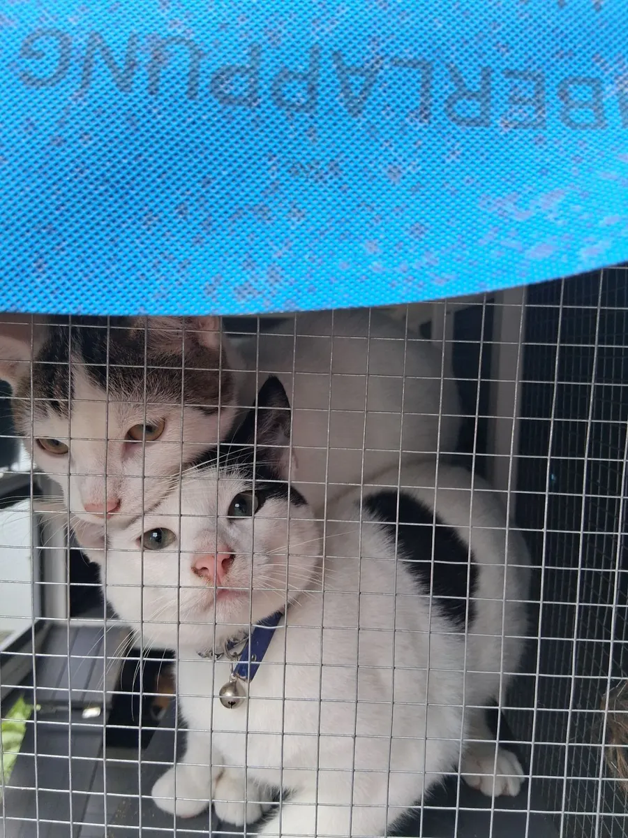 Kittens - Image 2