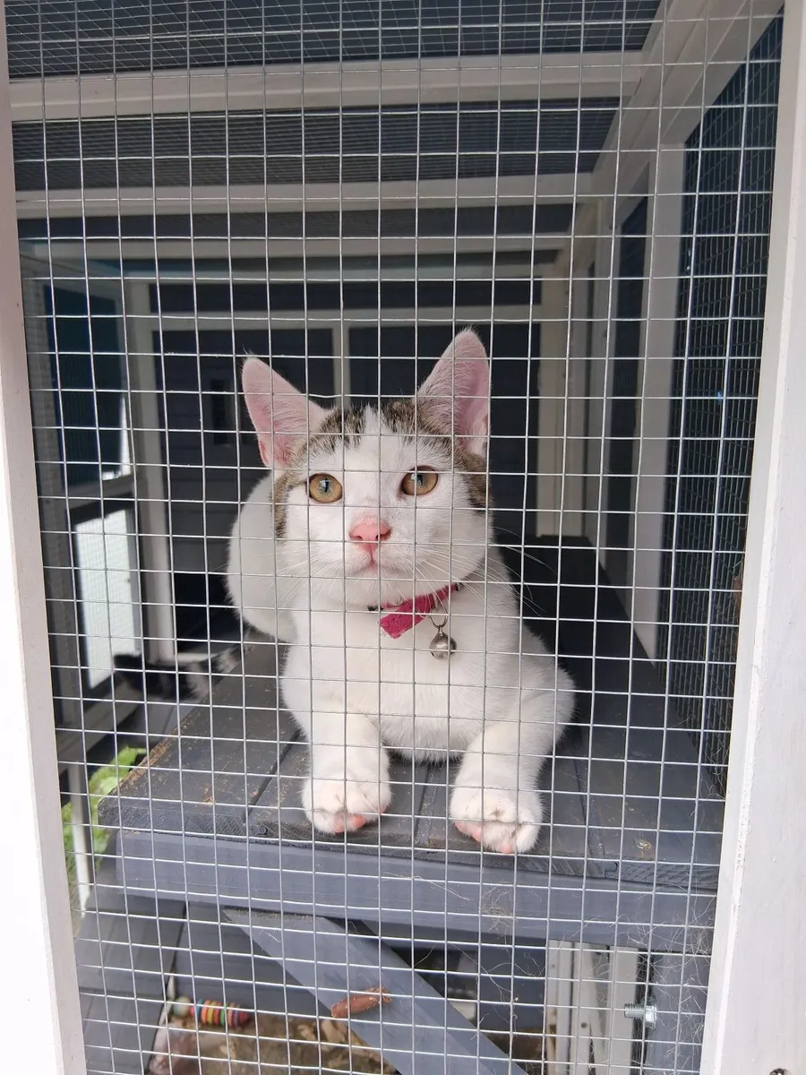 Kittens - Image 4