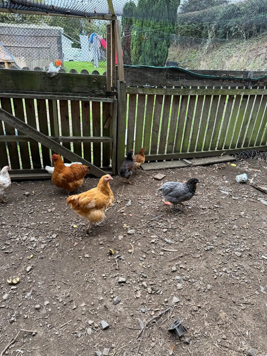 Pullets - Image 2