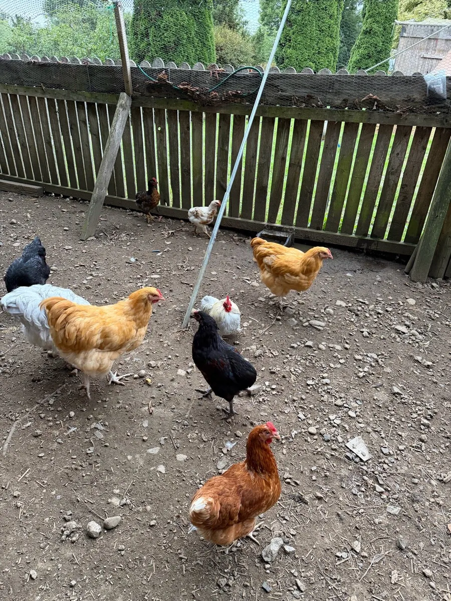 Pullets - Image 3