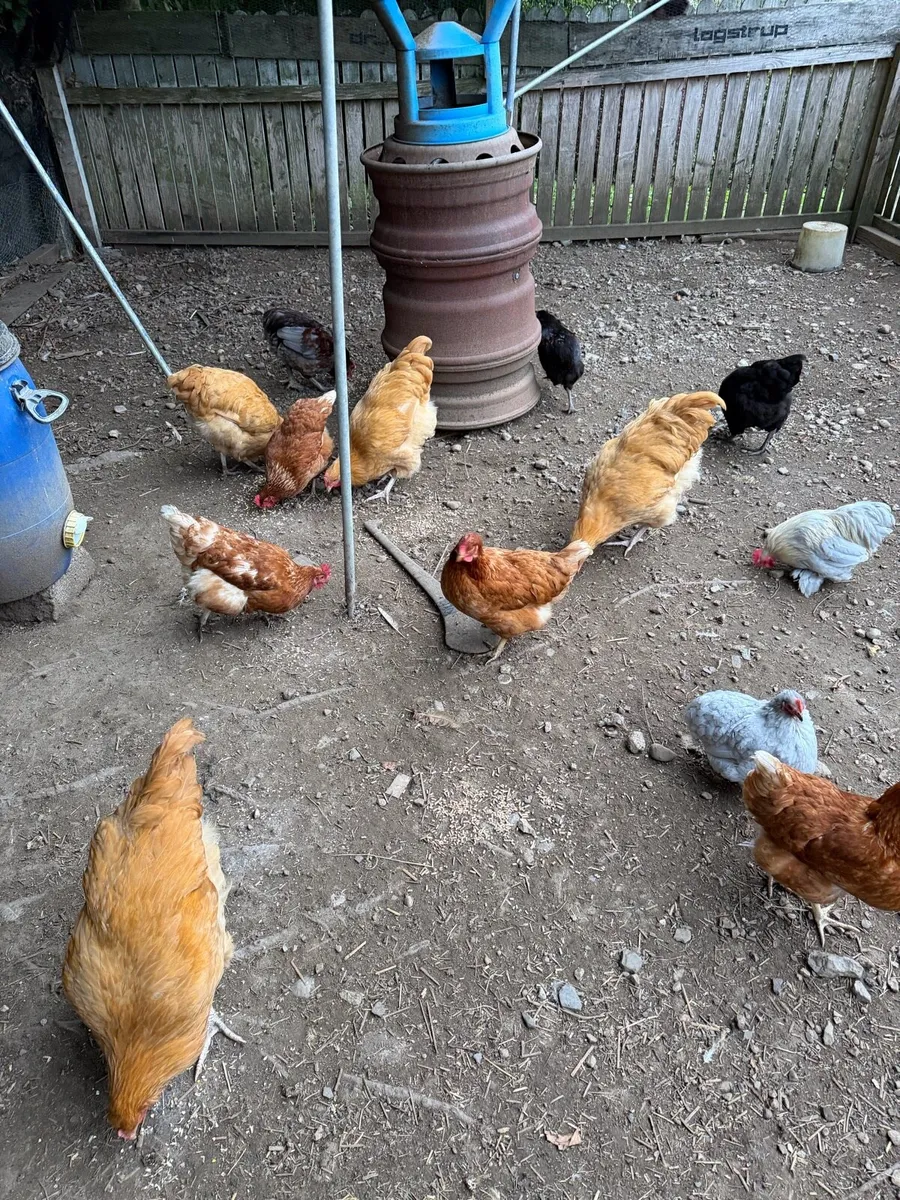 Pullets - Image 1