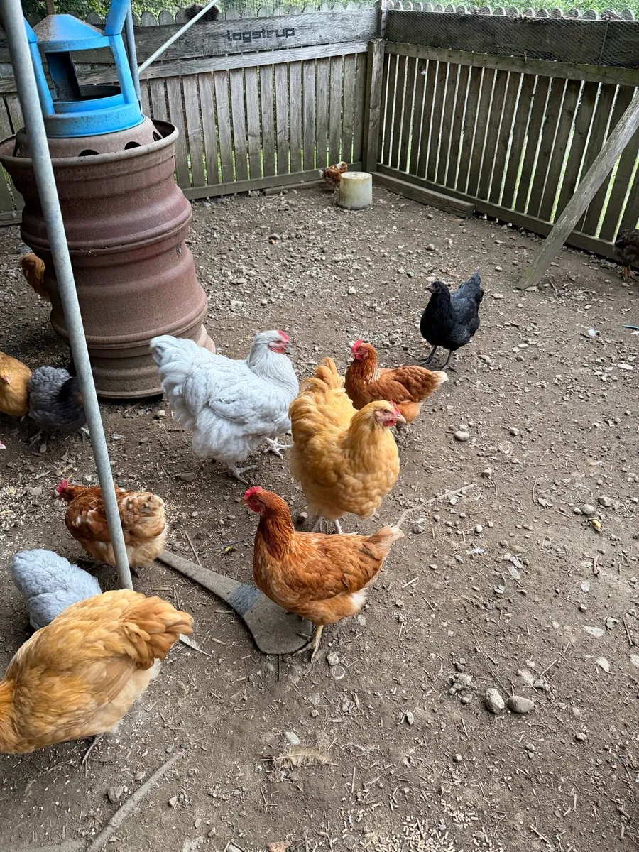 Pullets - Image 4