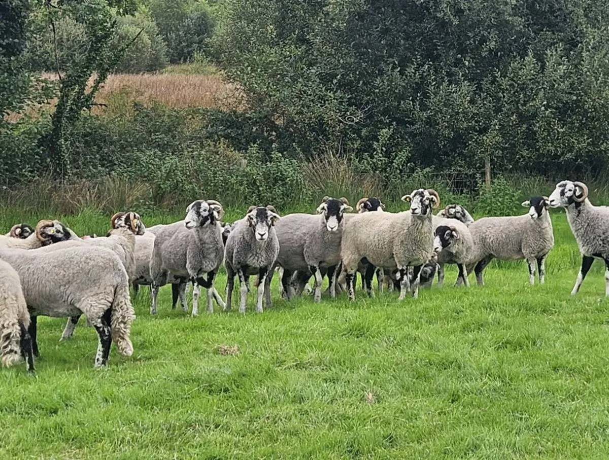 Swaledale - Image 1