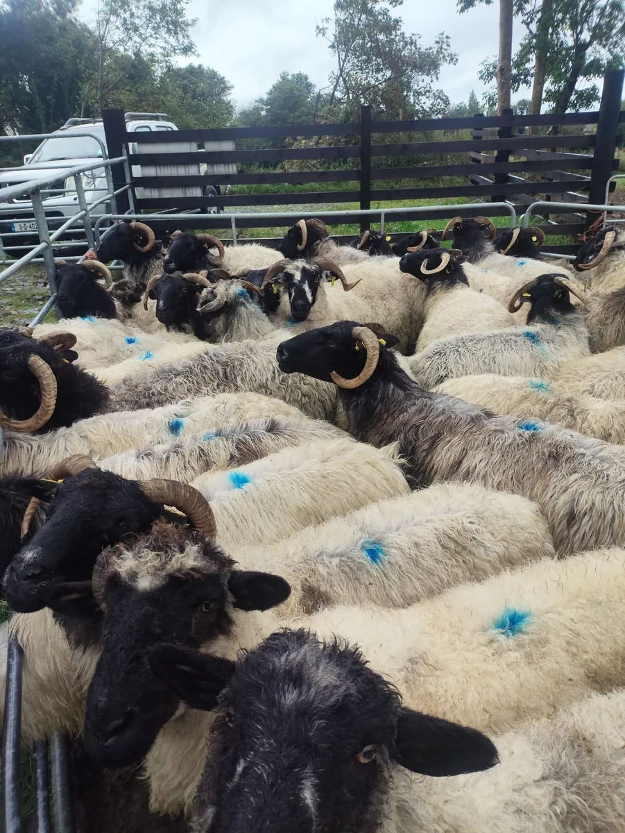 Sheep - Image 1