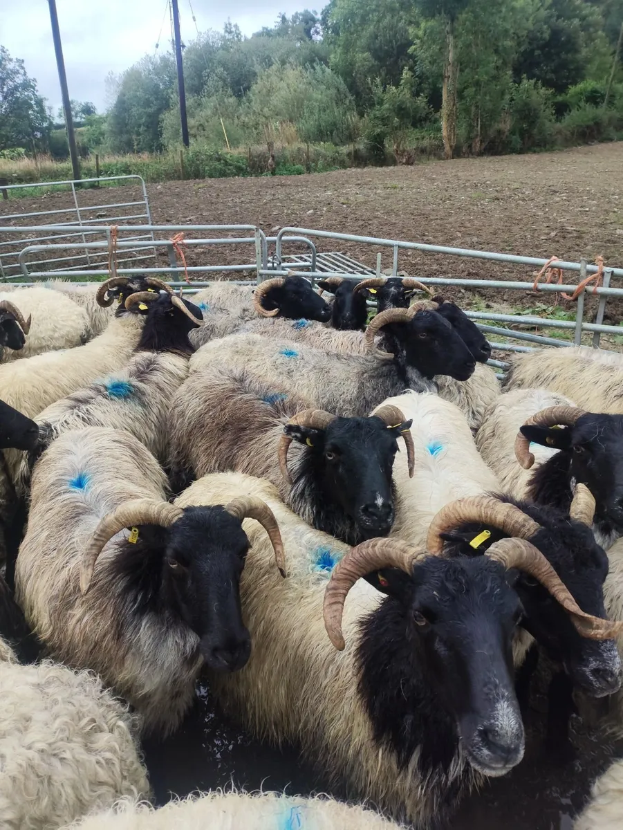 Sheep - Image 2