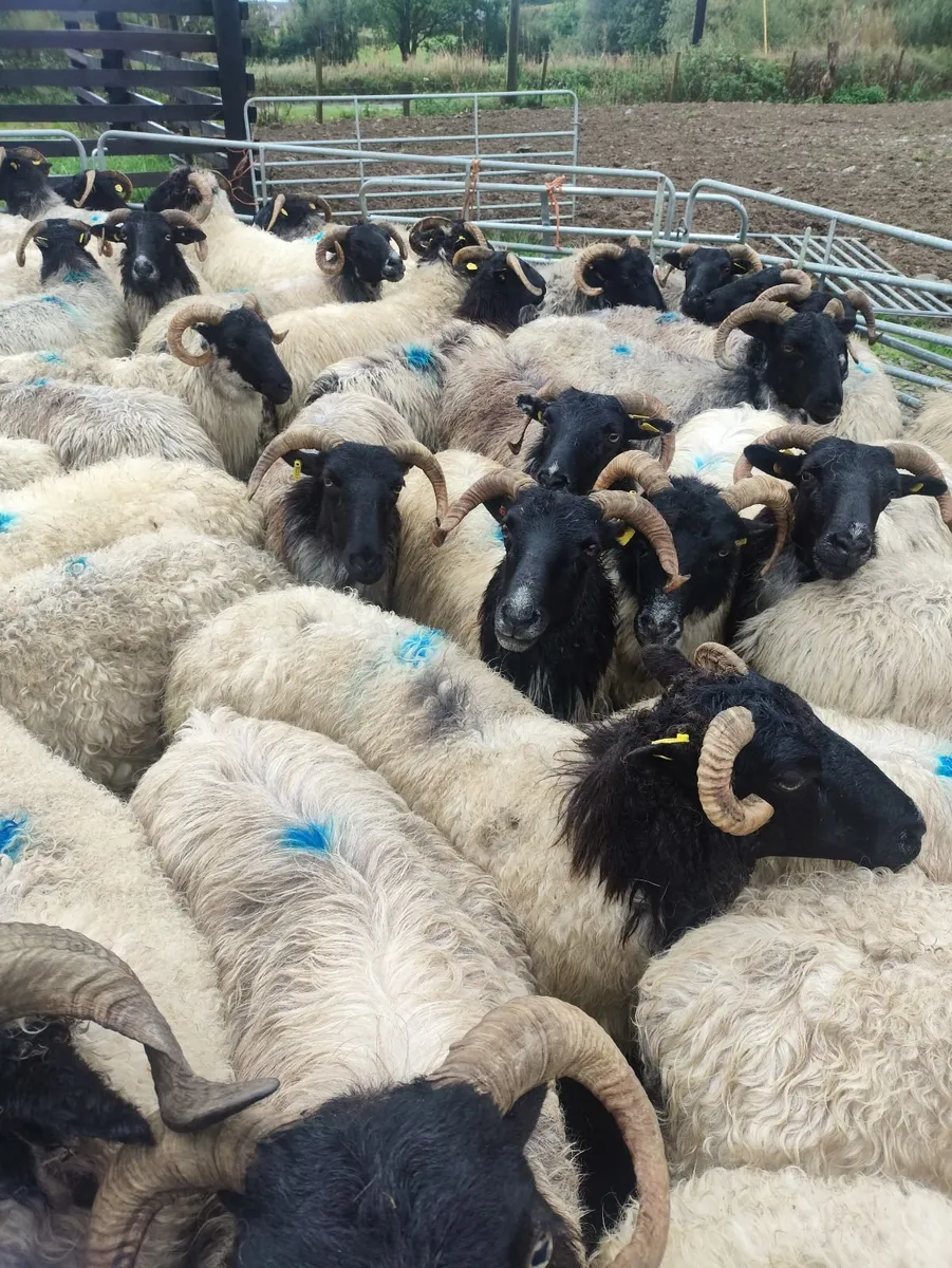 Sheep - Image 3
