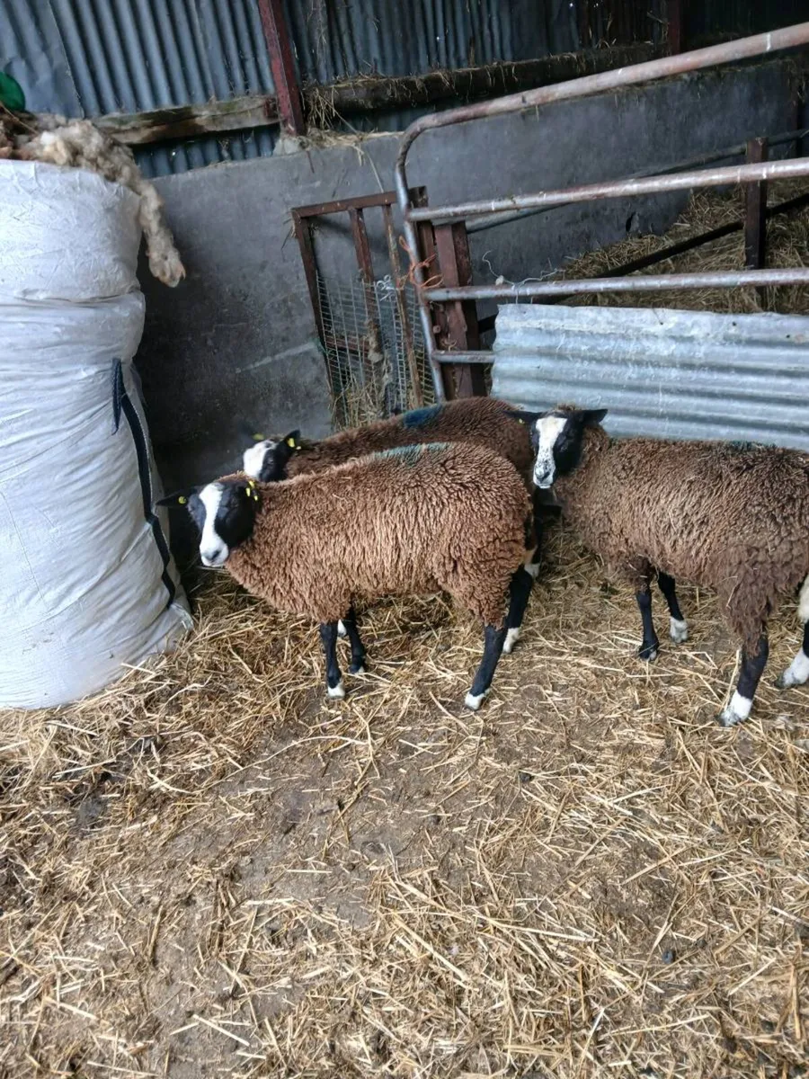 Zwartable pure breed non registered ewe lambs - Image 1