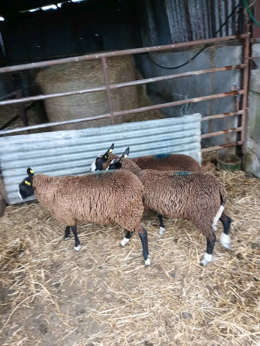 Zwartable pure breed non registered ewe lambs - Image 2