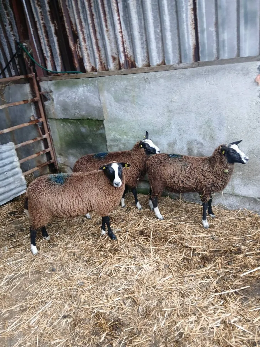 Zwartable pure breed non registered ewe lambs - Image 3