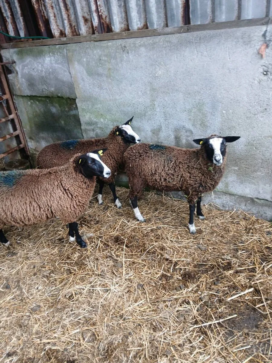 Zwartable pure breed non registered ewe lambs - Image 4
