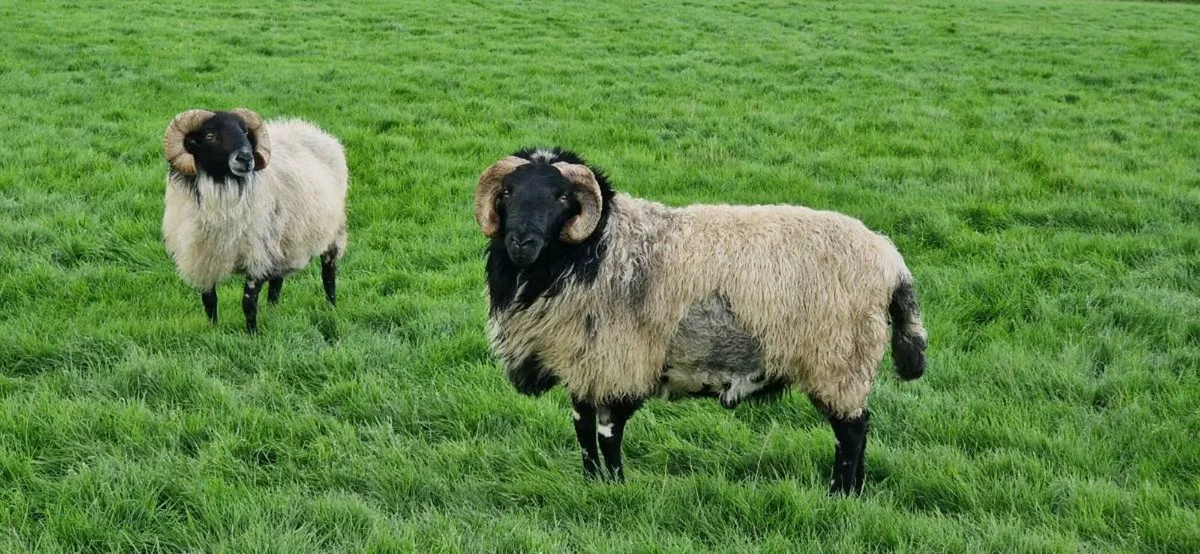 Mayo rams - Image 2