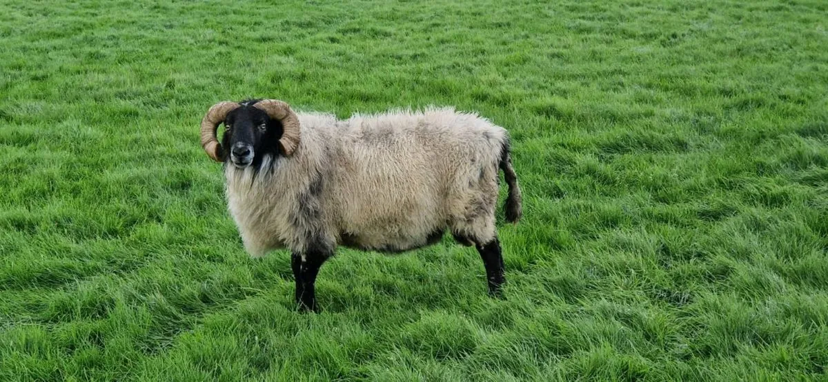 Mayo rams - Image 3