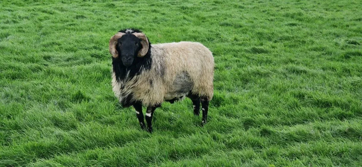 Mayo rams - Image 4