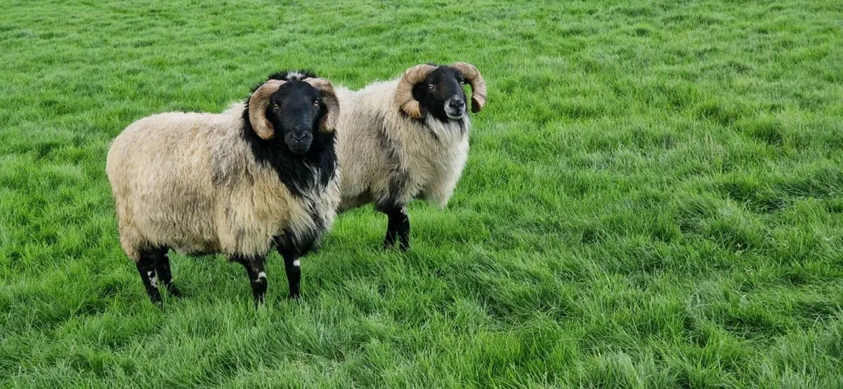 Mayo rams - Image 1