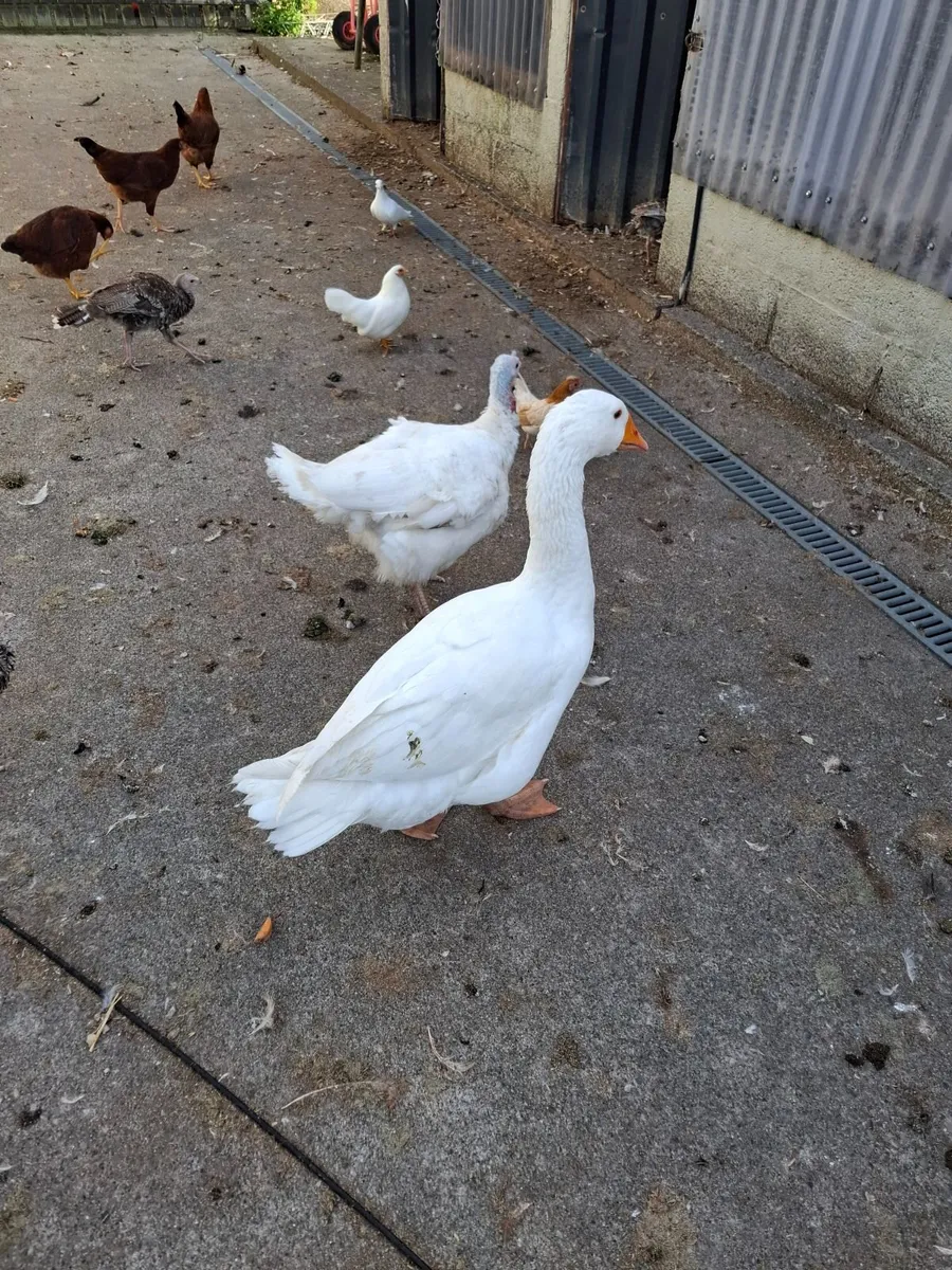 Poultry - Image 2