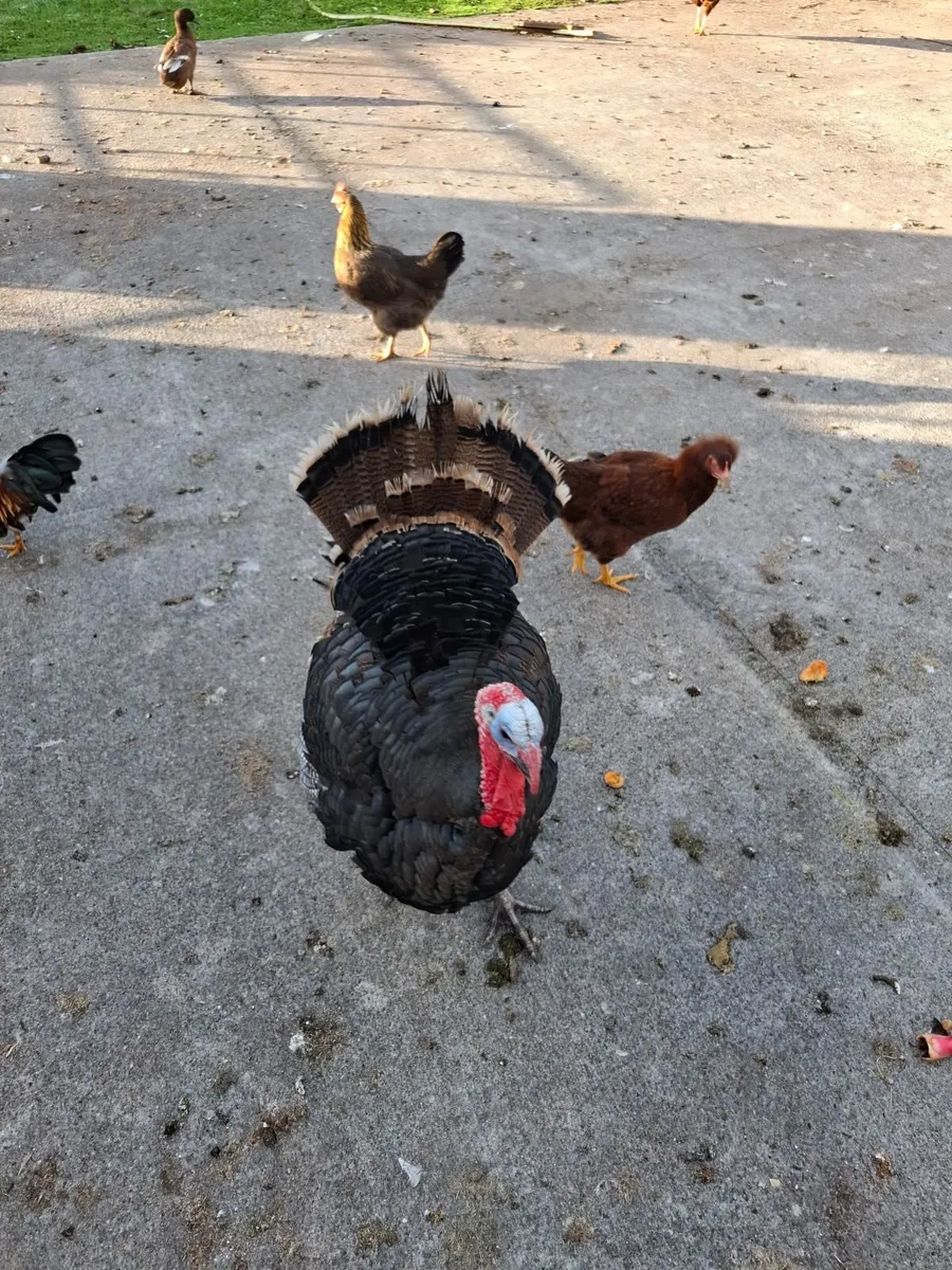Poultry - Image 3