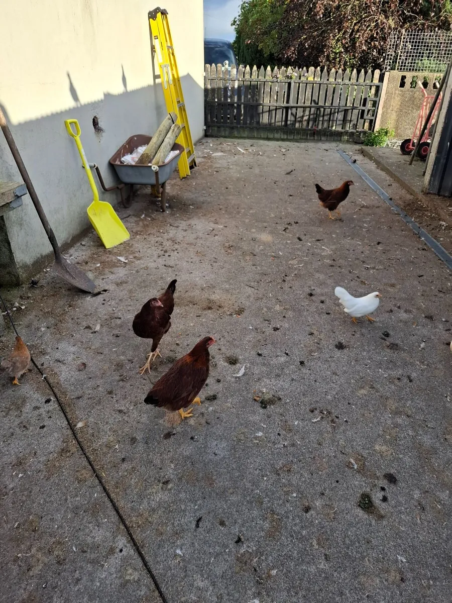 Poultry - Image 4