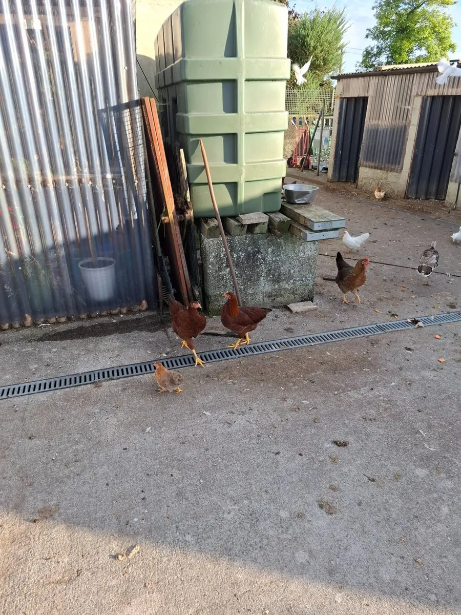 Poultry - Image 1