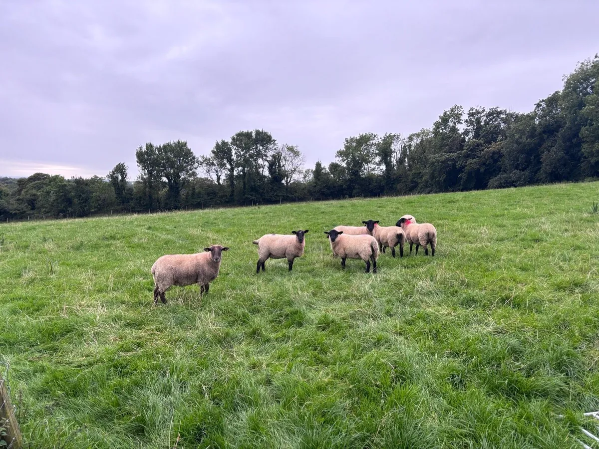 7 Suffolk x Hoggetts for Ballymote Mart Tues Eveni - Image 1