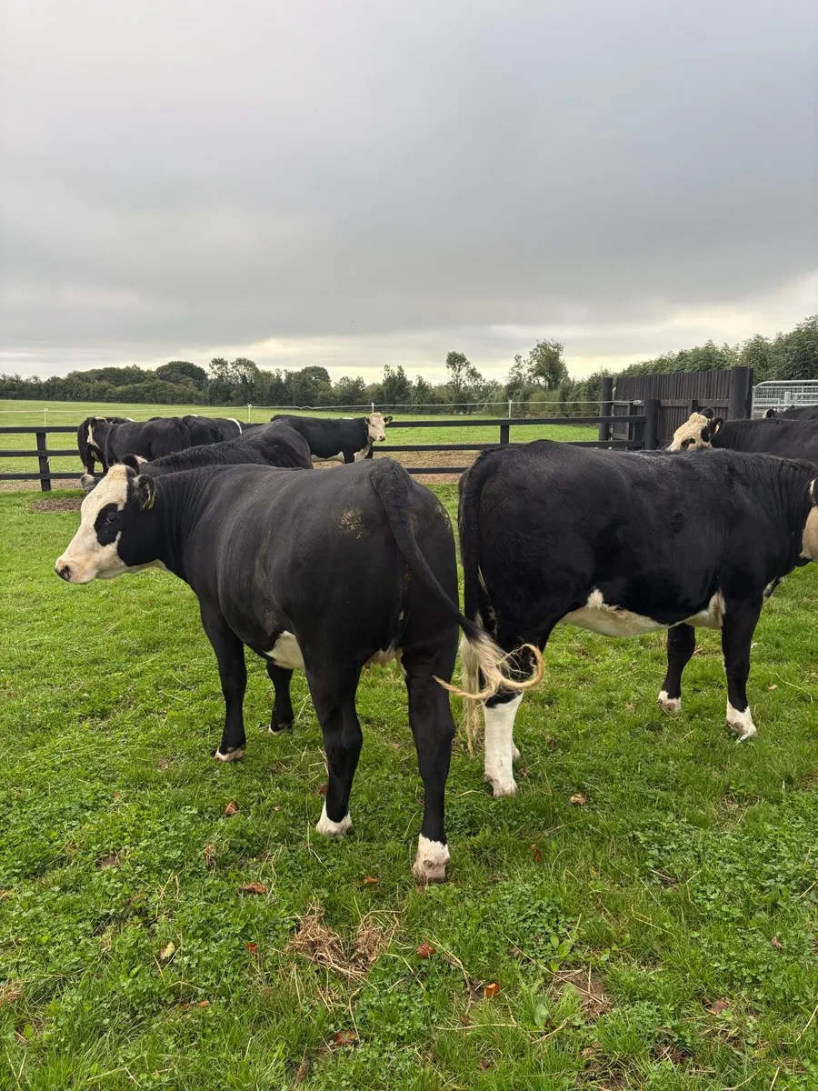 Heifers - Image 1
