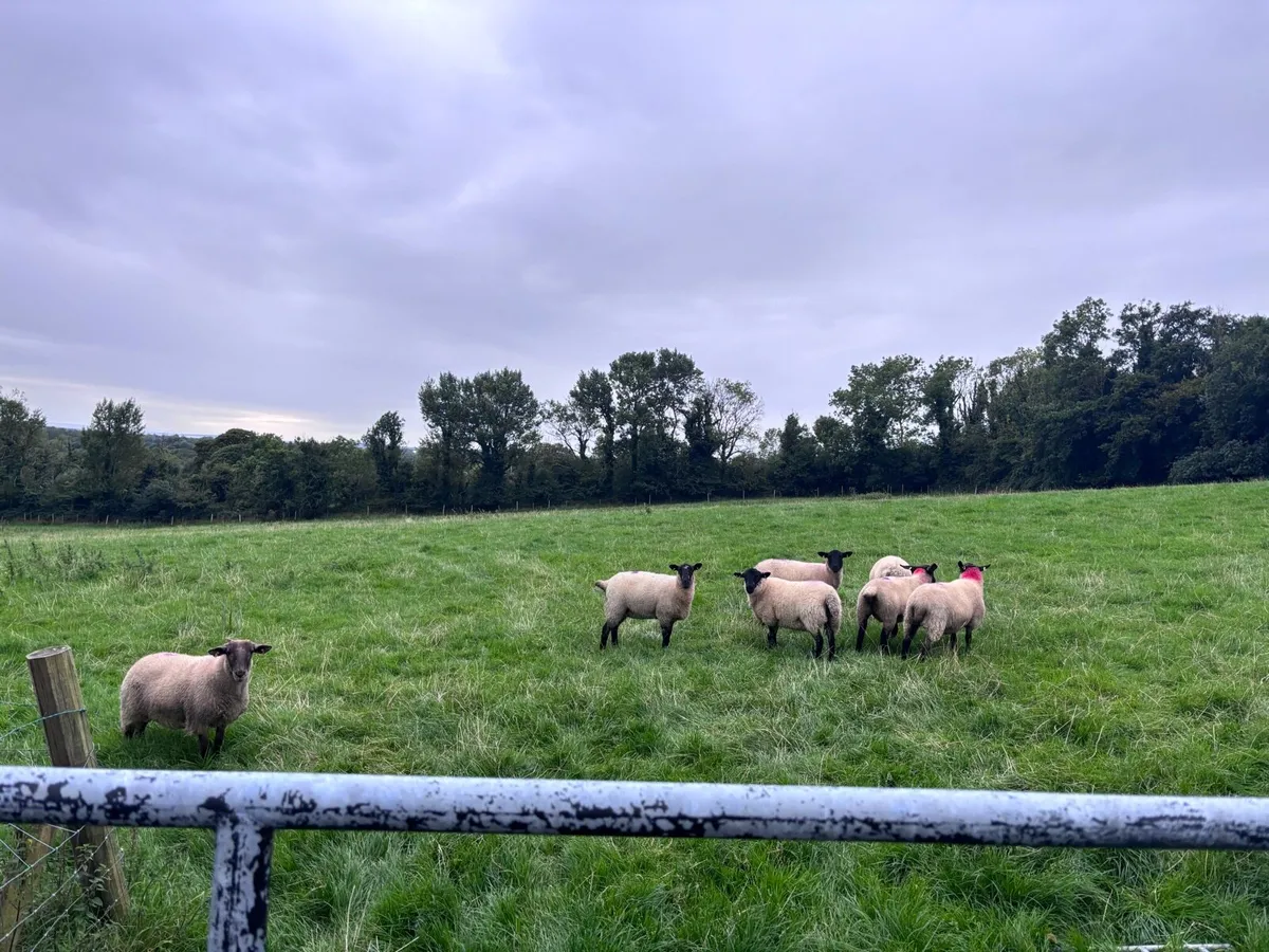 7 Suffolk x Hoggetts for Ballymote Mart Tues Eveni - Image 2