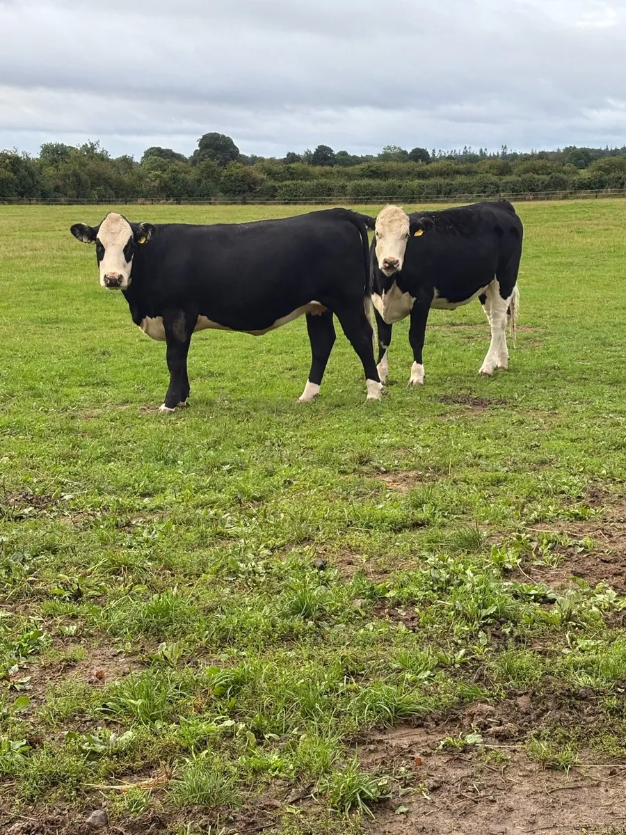 Heifers - Image 3