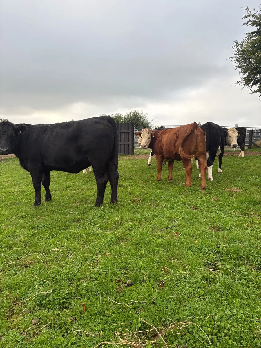 Heifers - Image 2