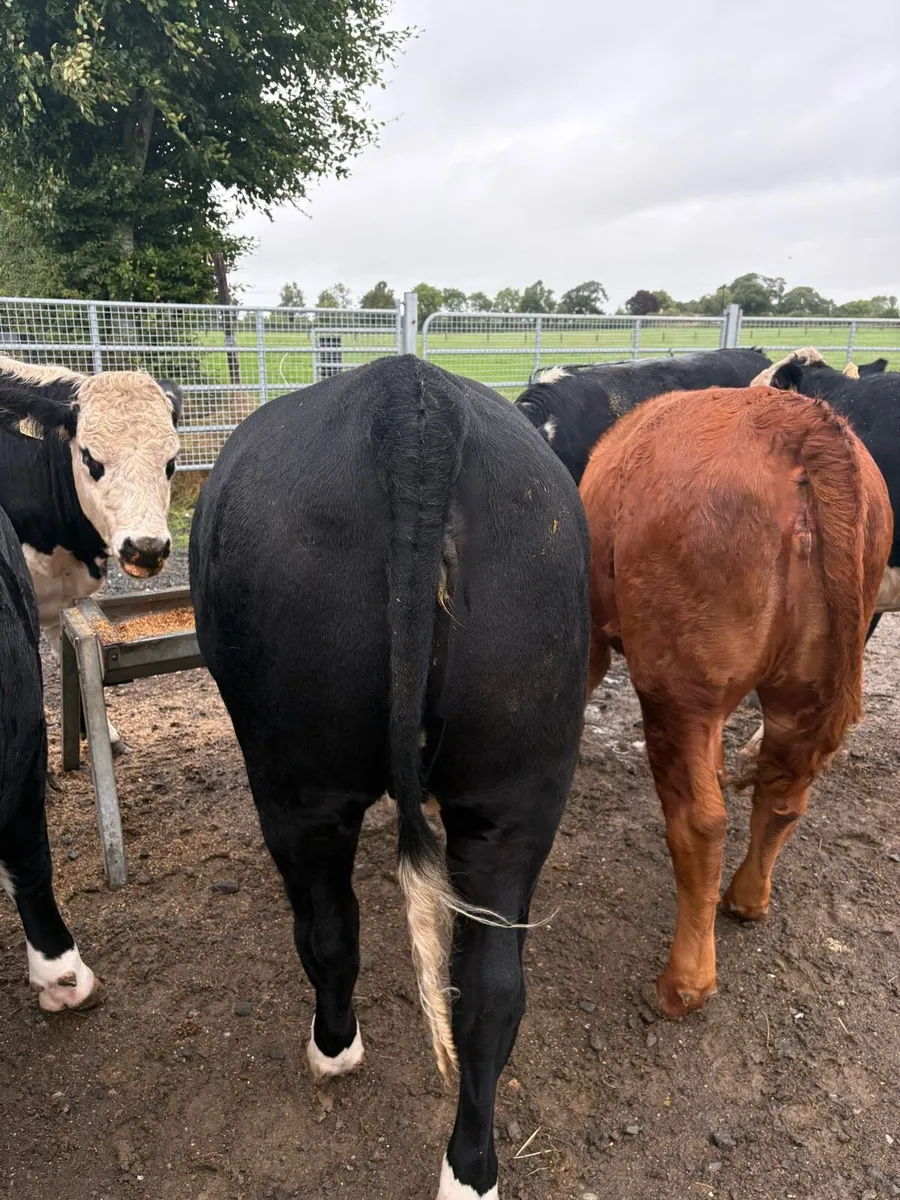 Heifers - Image 4