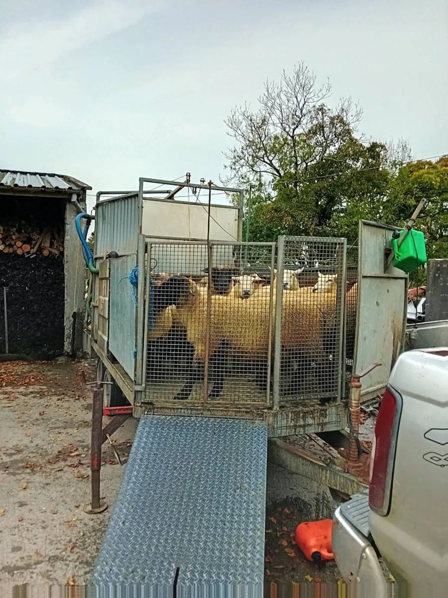 Mobile shower sheep dipping - Image 1