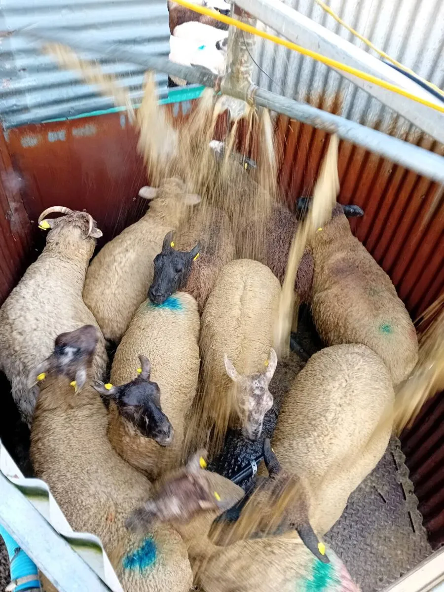 Mobile shower sheep dipping - Image 4