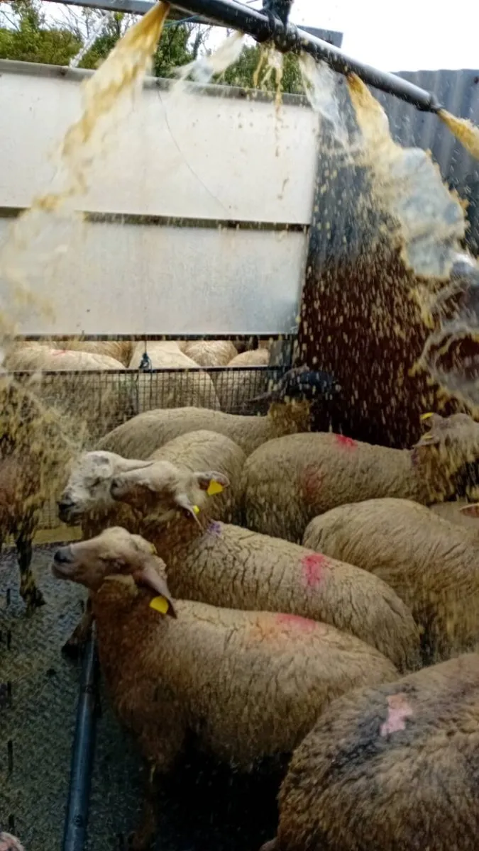 Mobile shower sheep dipping - Image 2