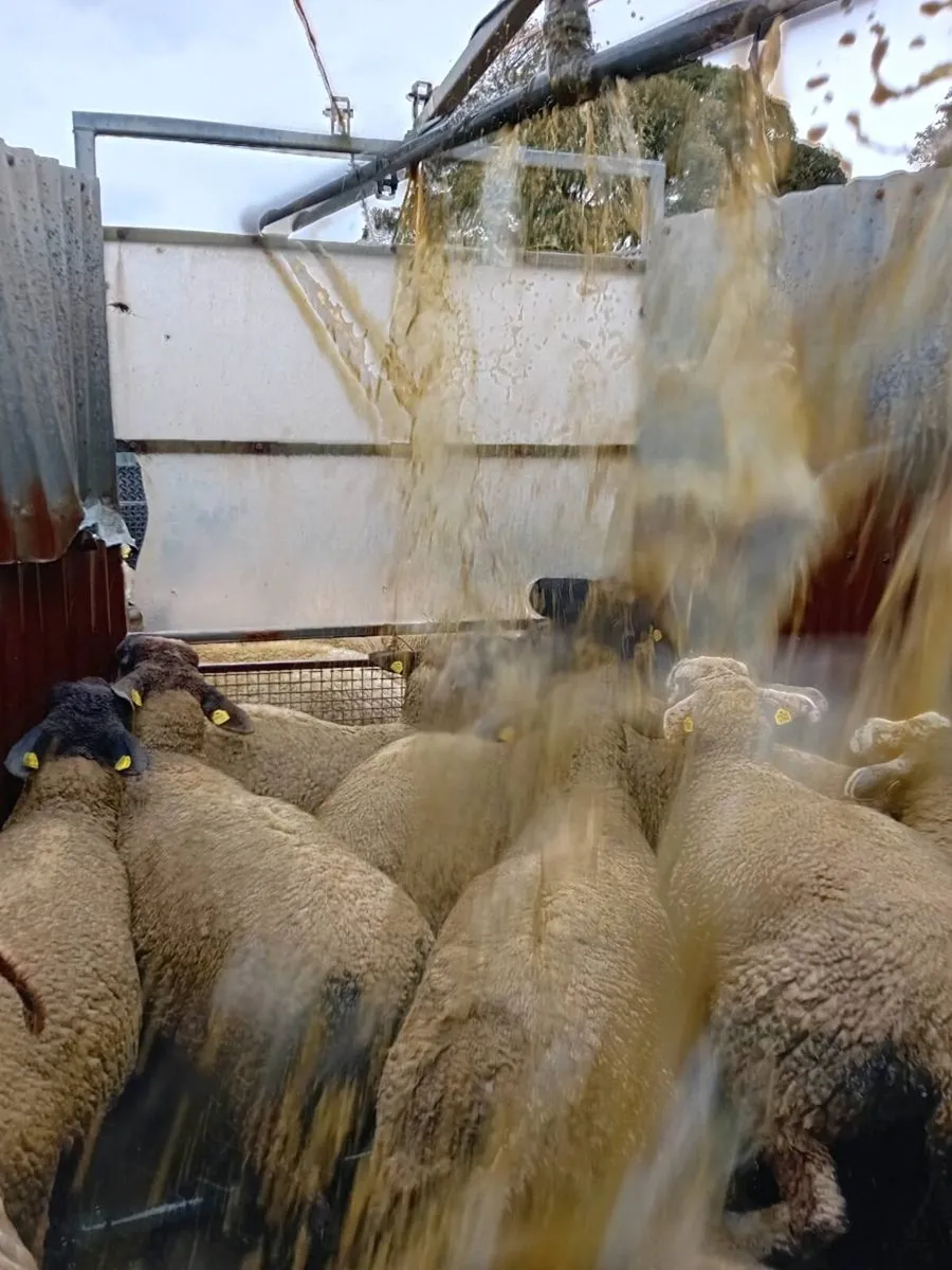 Mobile shower sheep dipping - Image 3