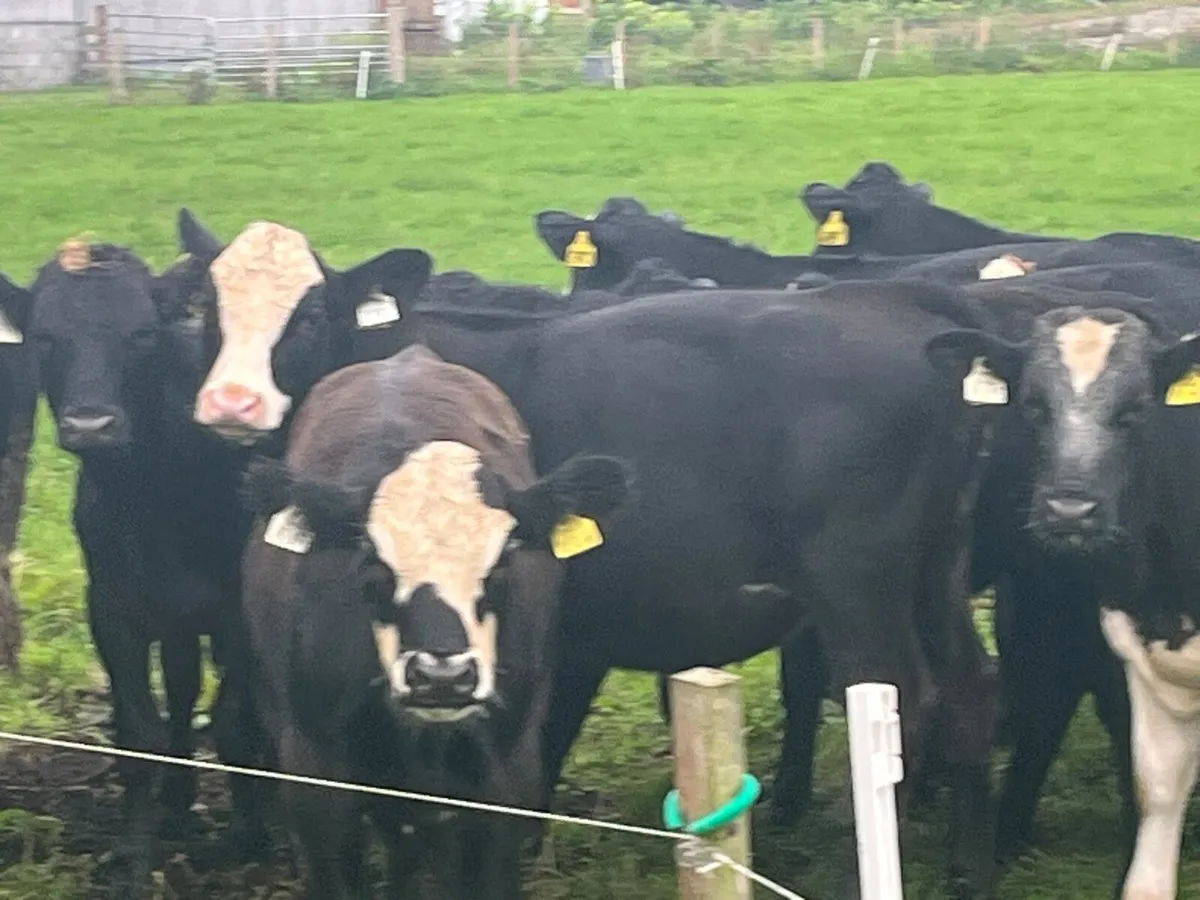 Bull Weanling - Image 1