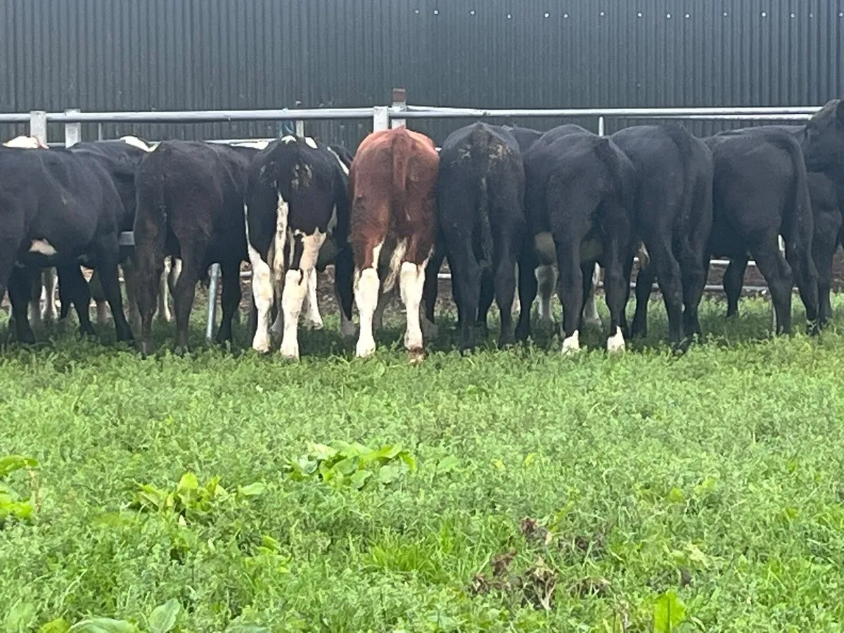 Bull Weanling - Image 2