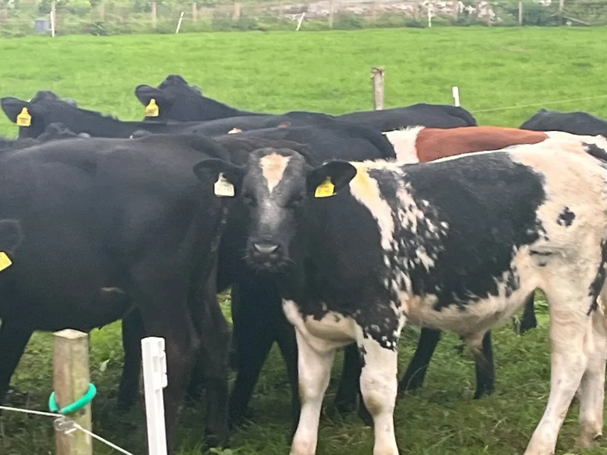 Bull Weanling - Image 3