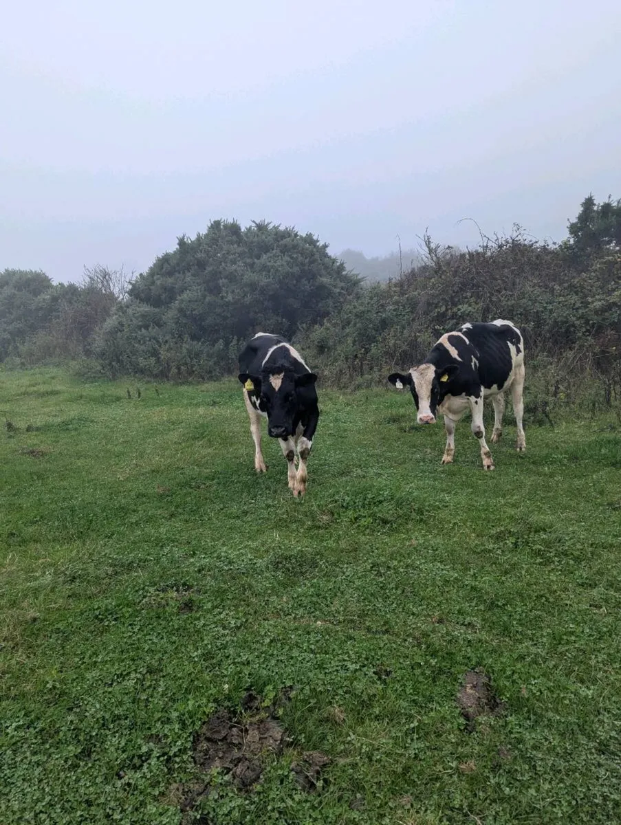2 Friesian bullocks - Image 1